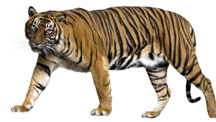29 июля — Международный день тигра